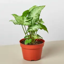 Syngonium 'White Butterfly' houseplant