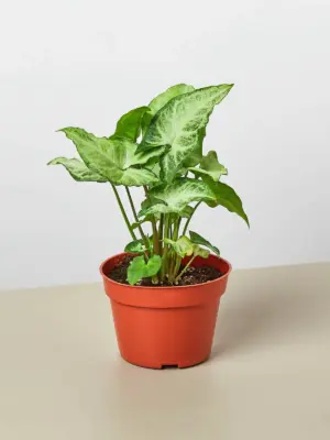 Syngonium 'White Butterfly' houseplant