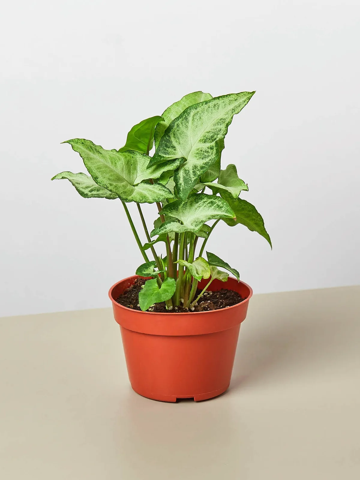 Syngonium 
