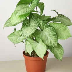 Syngonium 'White Butterfly' — additional view