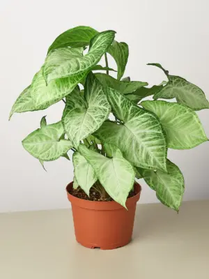 Syngonium 'White Butterfly' — additional view