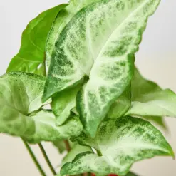 Syngonium 'White Butterfly' — additional view