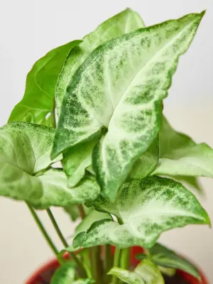 Syngonium 'White Butterfly' — additional view