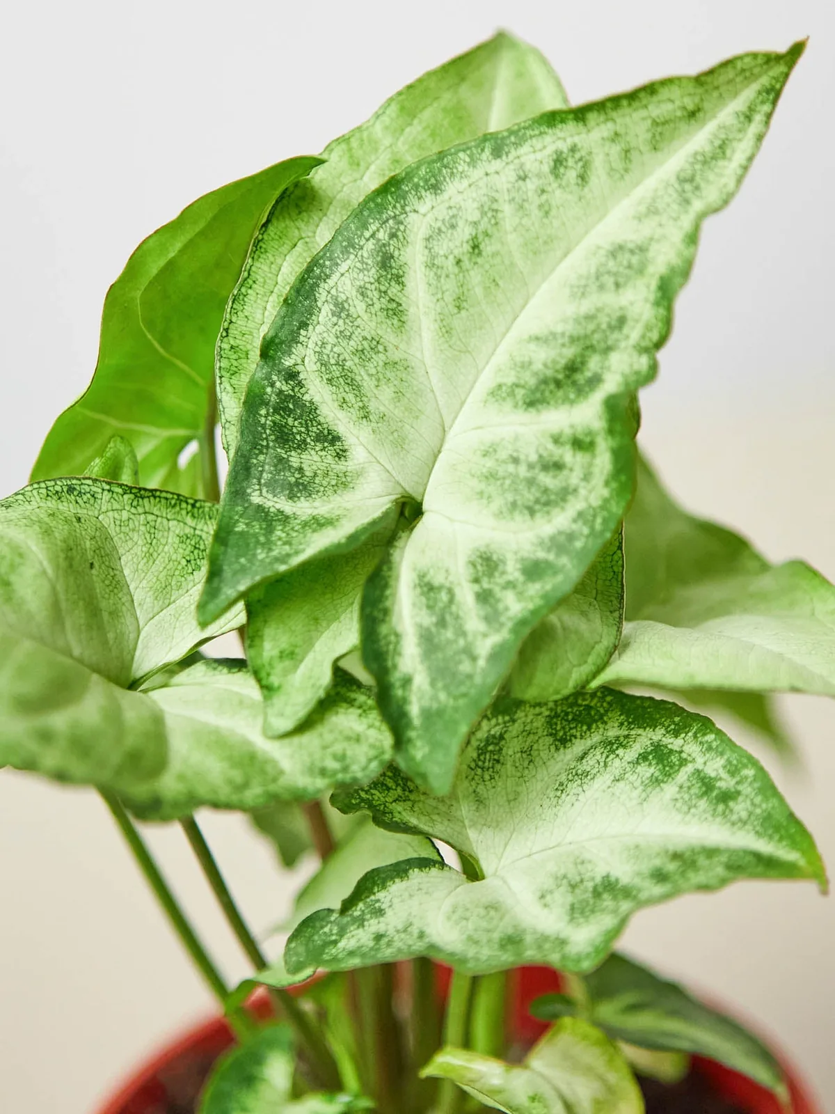 Syngonium 