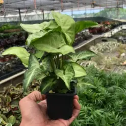 Syngonium 'White Butterfly' — additional view