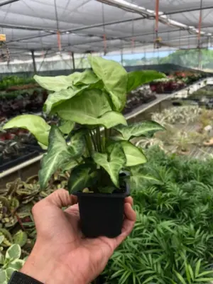 Syngonium 'White Butterfly' — additional view