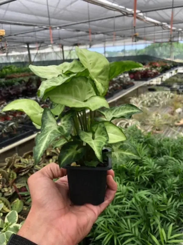 Syngonium 'White Butterfly' — additional view
