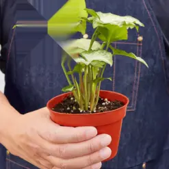 Syngonium 'White Butterfly' — held in hand for size reference