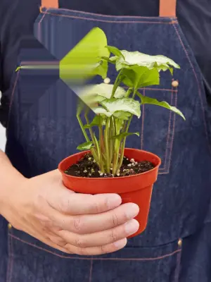 Syngonium 'White Butterfly' — held in hand for size reference