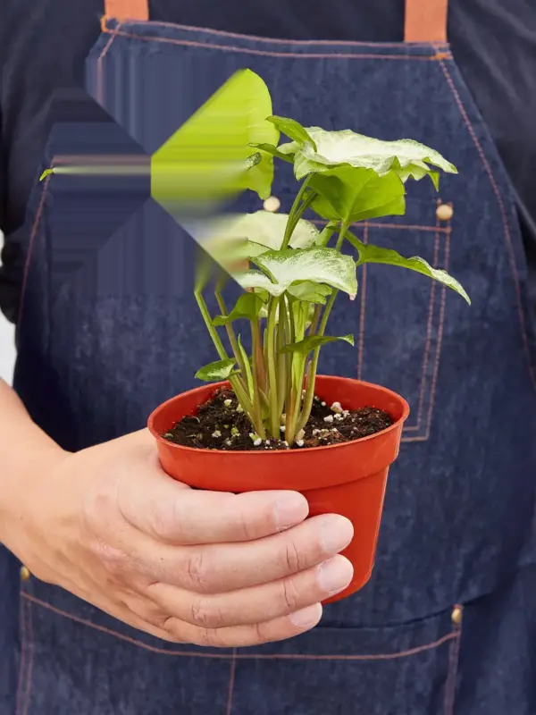 Syngonium 'White Butterfly' — held in hand for size reference