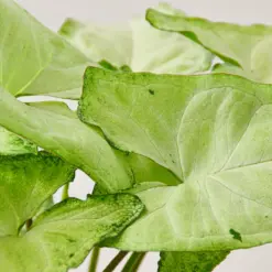 Syngonium 'White Butterfly' — additional view