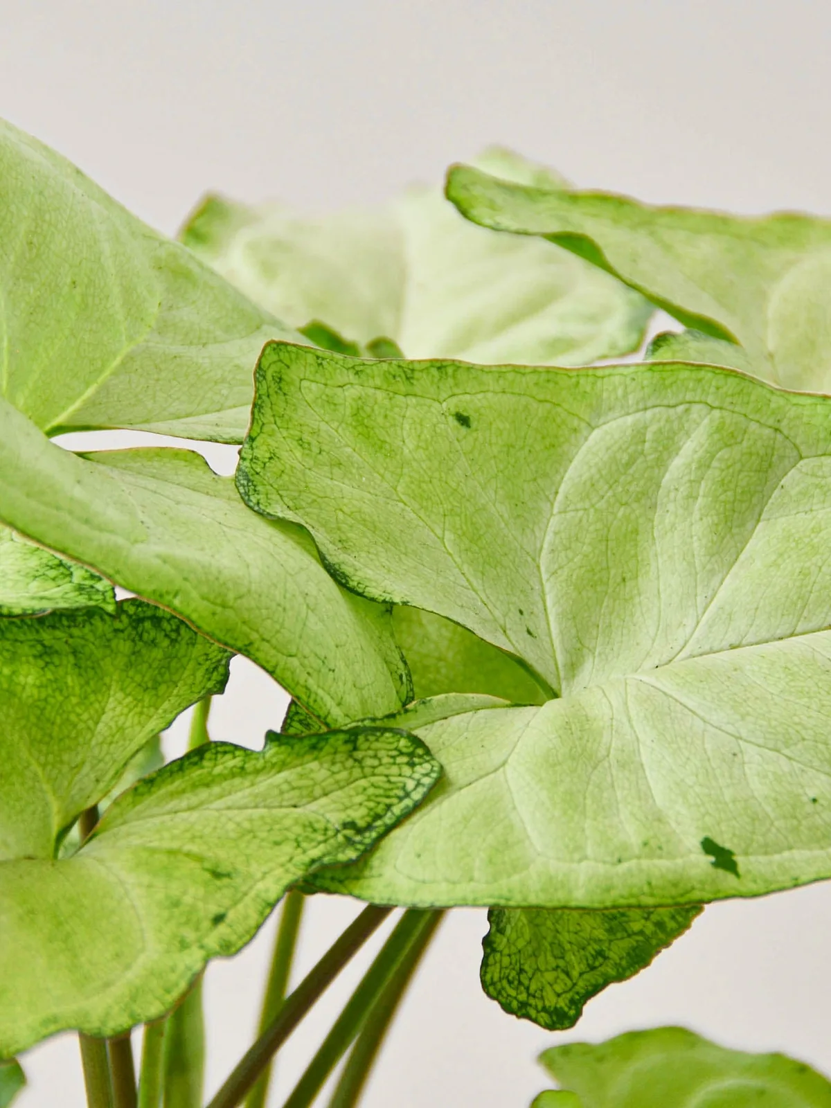 Syngonium 