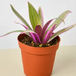 Tradescantia 'Oyster Plant' Moses The Cradle