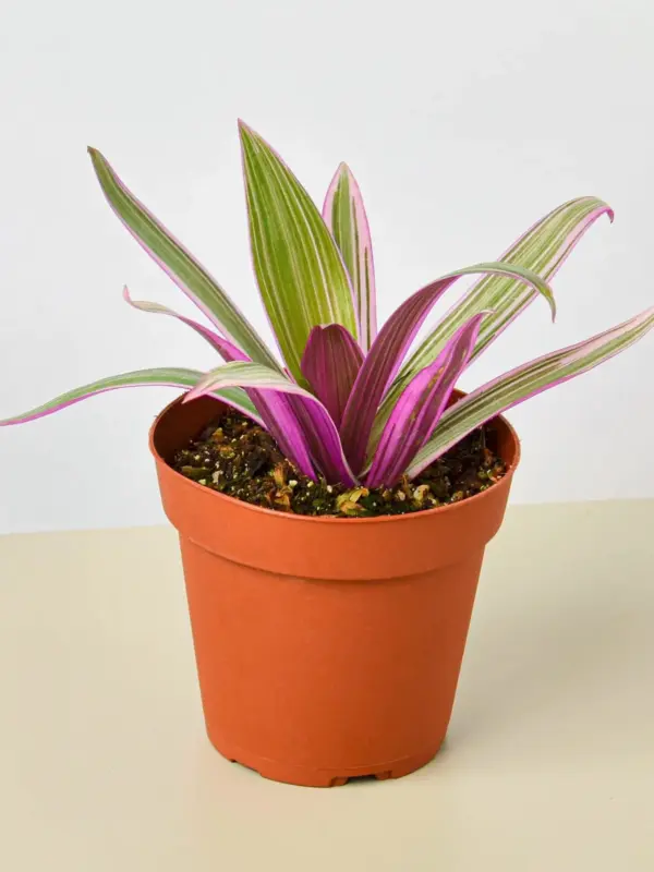 Tradescantia 'Oyster Plant' Moses The Cradle
