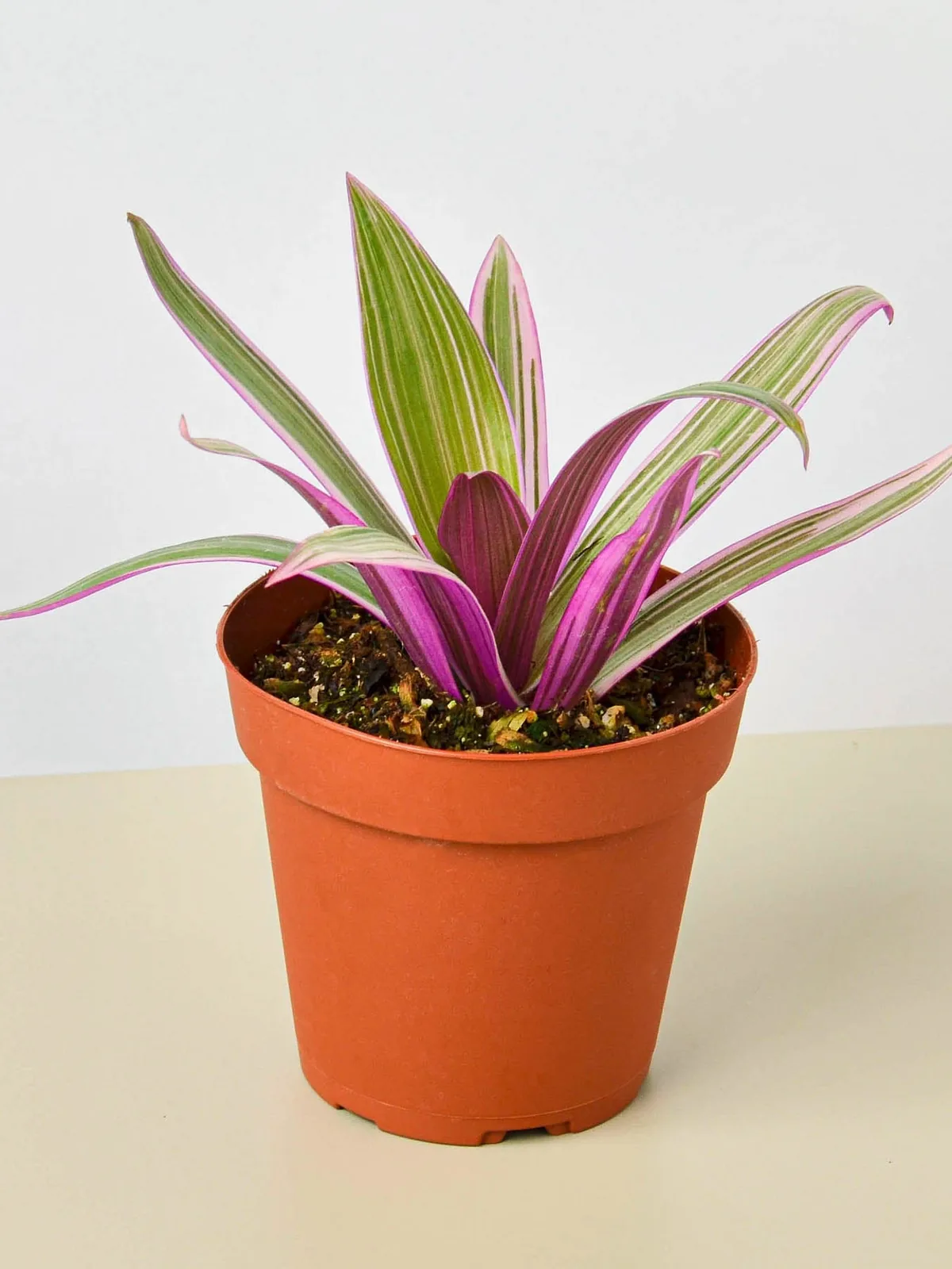 Tradescantia 