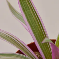 Tradescantia 'Oyster Plant' Moses The Cradle — leaf detail close-up