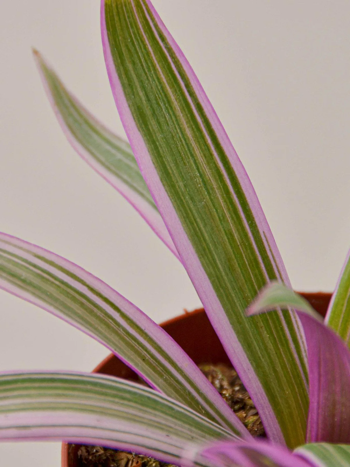 Tradescantia 