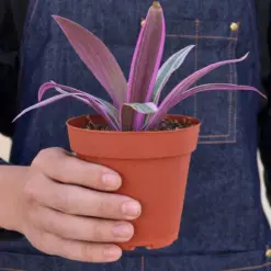 Tradescantia 'Oyster Plant' Moses The Cradle — held in hand for size reference