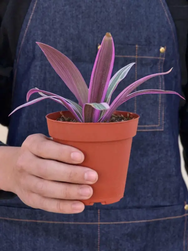 Tradescantia 'Oyster Plant' Moses The Cradle — held in hand for size reference