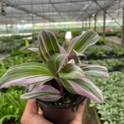 Tradescantia 'Nanouk' houseplant
