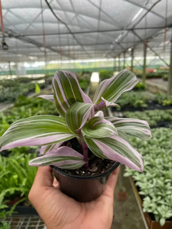 Tradescantia 'Nanouk' houseplant