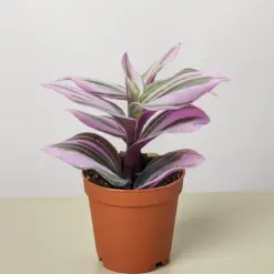 Tradescantia 'Nanouk' — additional view
