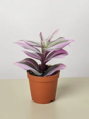 Tradescantia 'Nanouk' — additional view