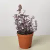 Tradescantia Callisia 'Pink Panther' houseplant