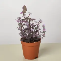 Tradescantia Callisia 'Pink Panther' houseplant