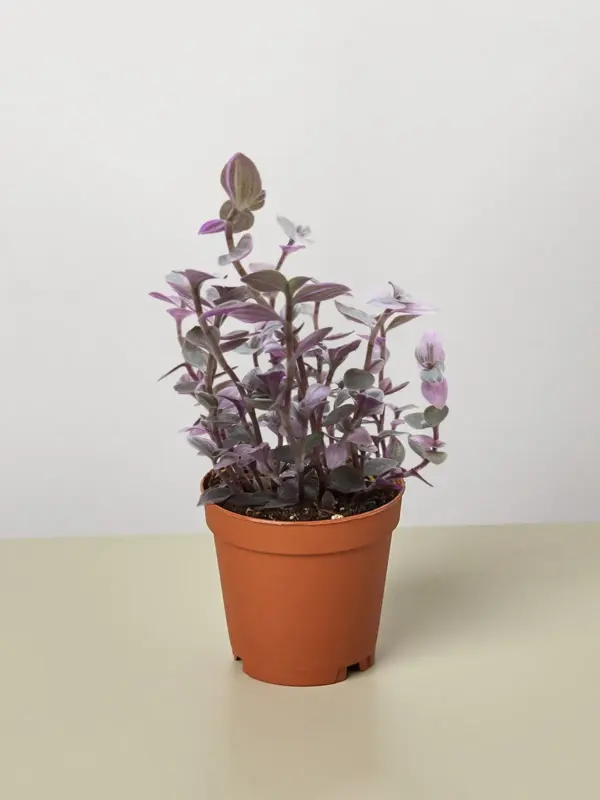 Tradescantia Callisia 'Pink Panther' houseplant