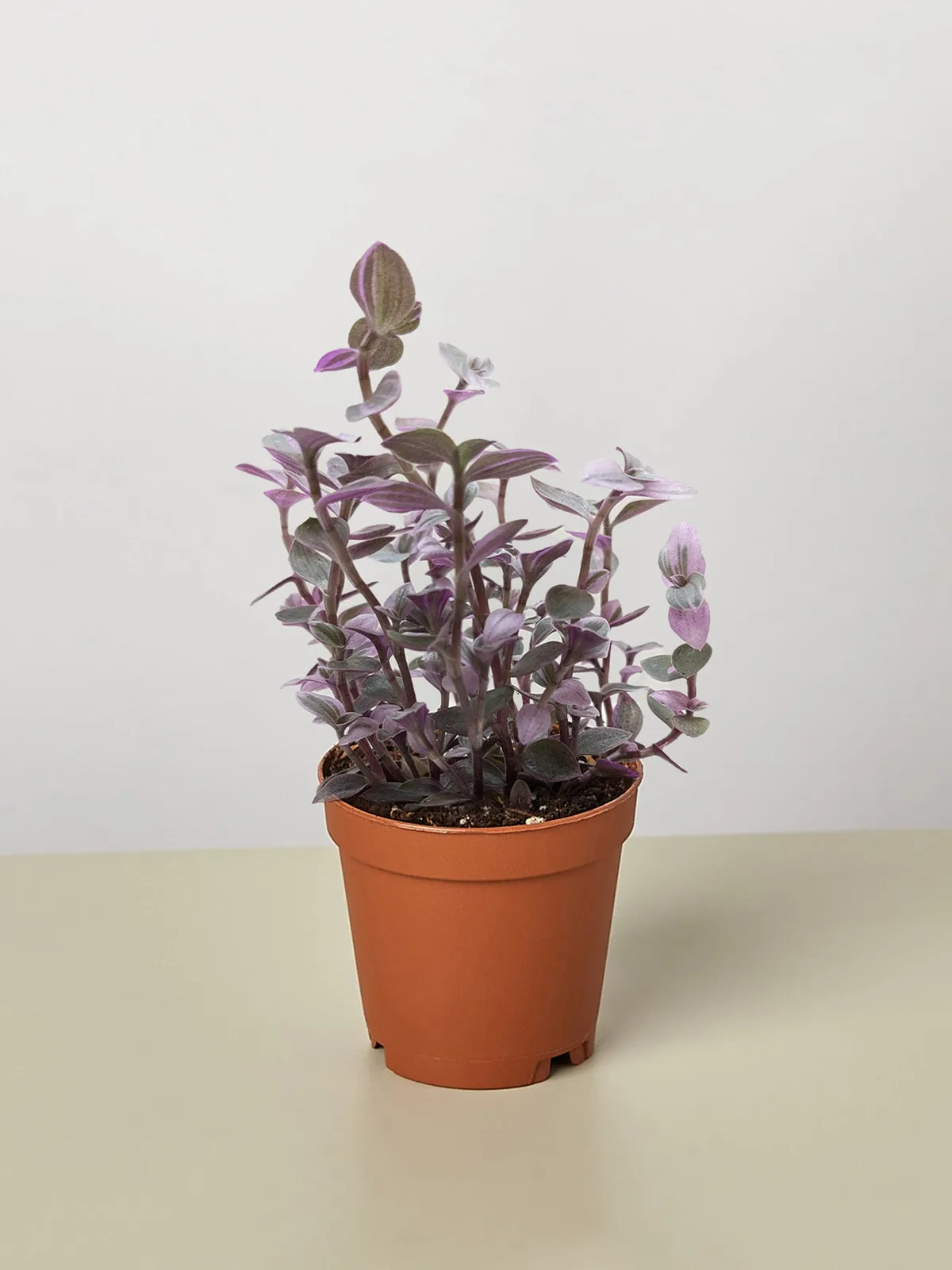 Tradescantia Callisia 