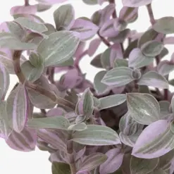 Tradescantia Callisia 'Pink Panther' — additional view