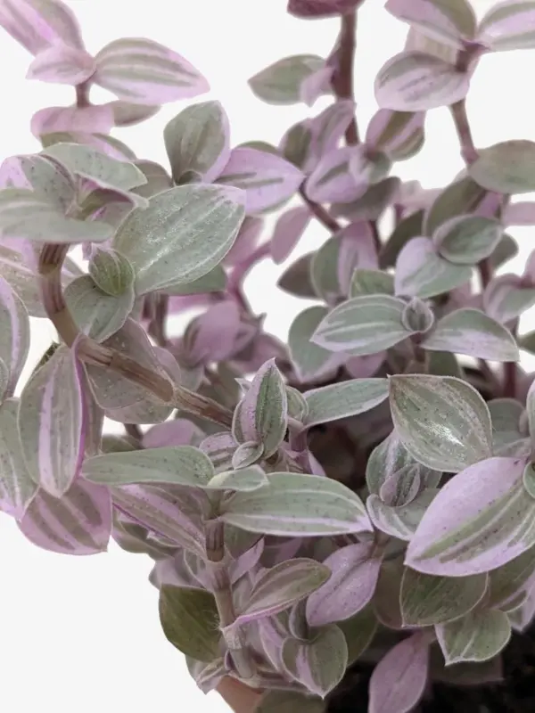 Tradescantia Callisia 'Pink Panther' — additional view