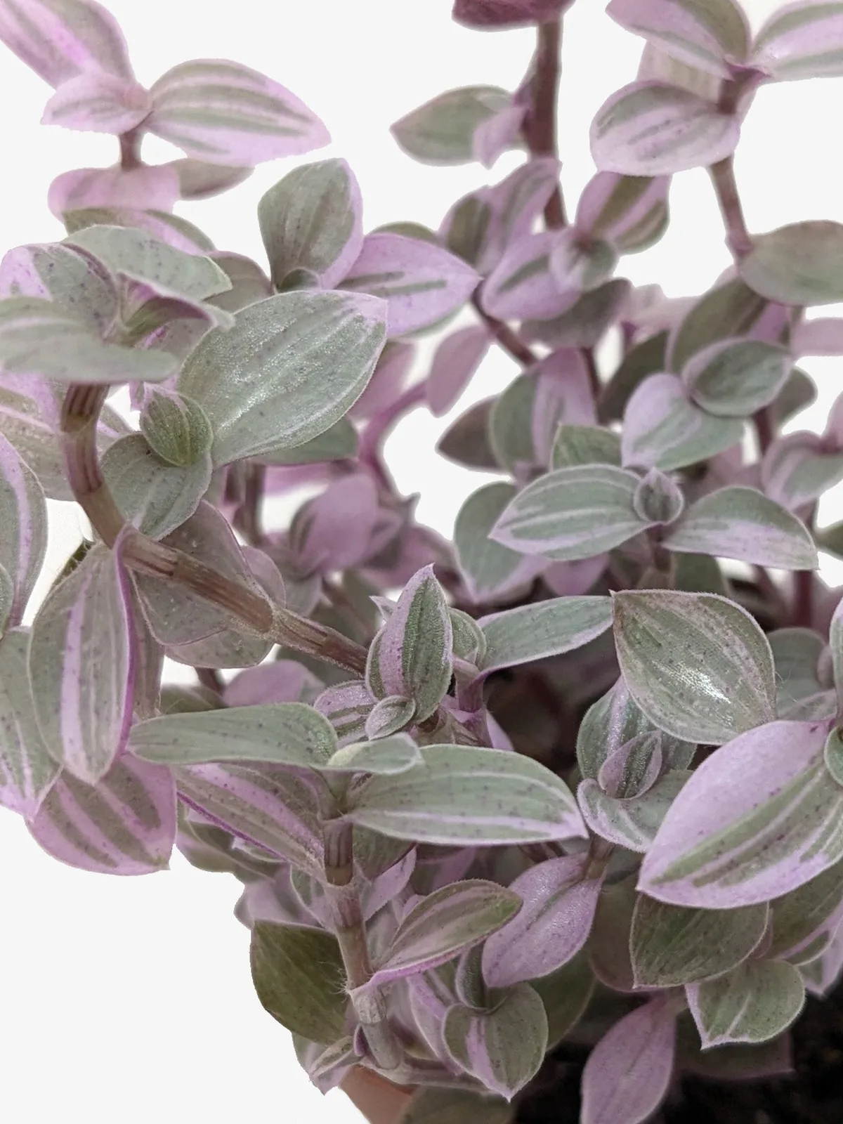 Tradescantia Callisia 