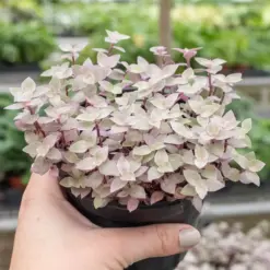 Tradescantia Callisia 'Pink Panther' — additional view