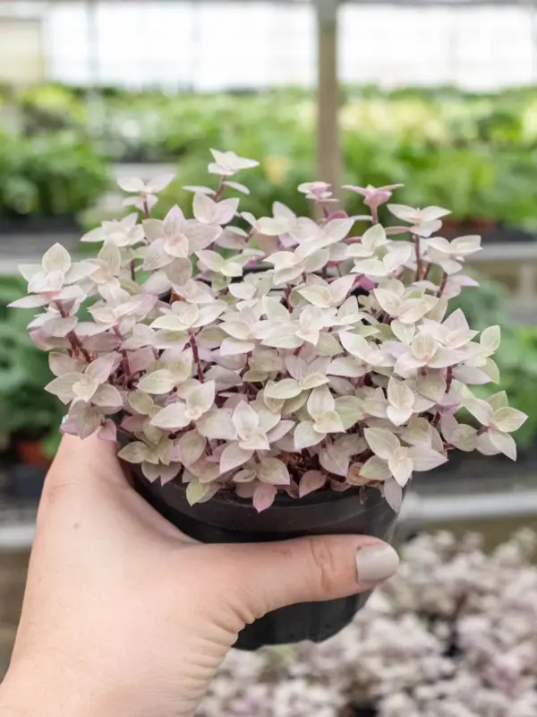 Tradescantia Callisia 'Pink Panther' — additional view