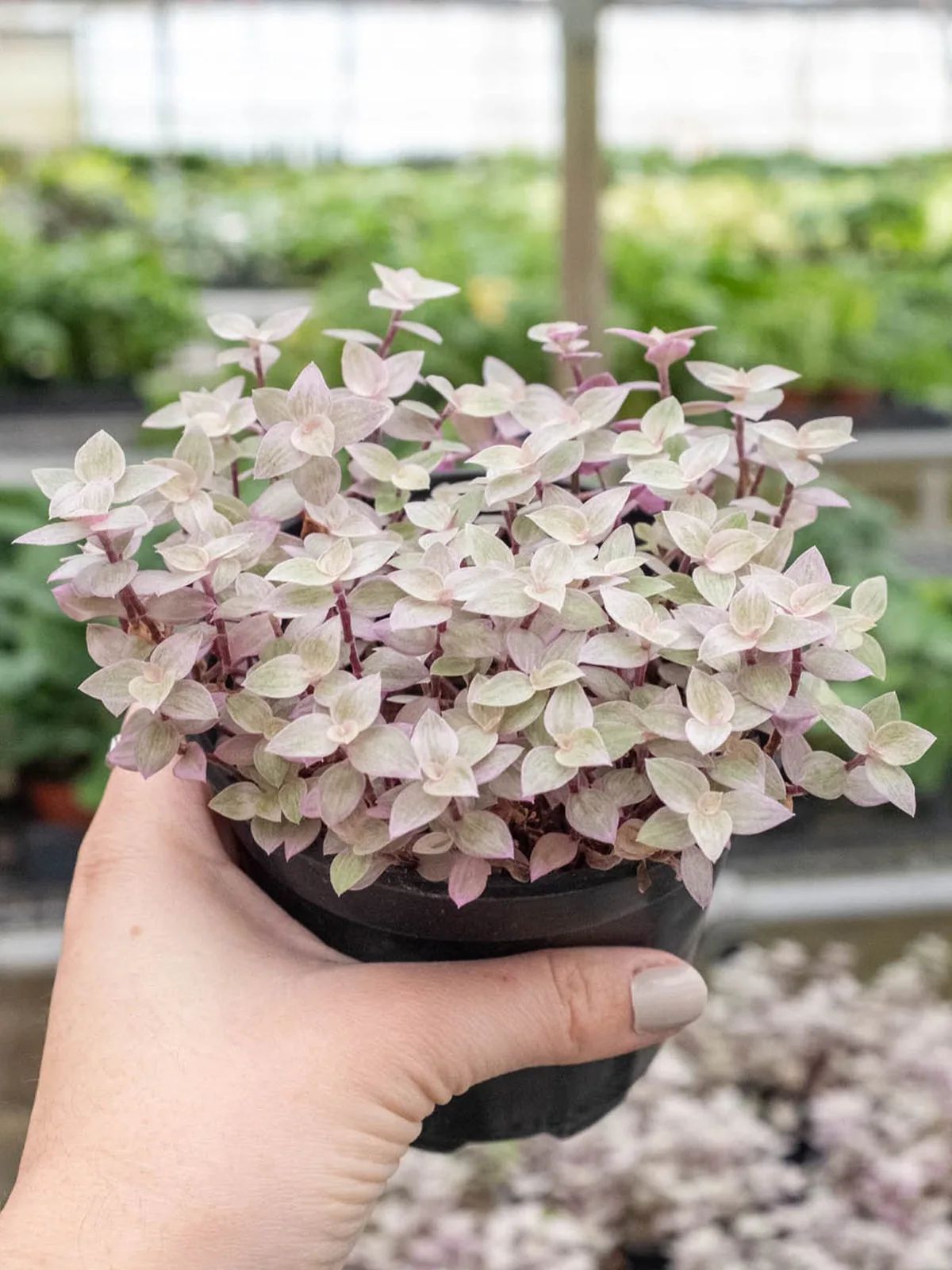 Tradescantia Callisia 
