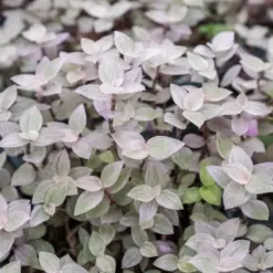 Tradescantia Callisia 'Pink Panther' — additional view