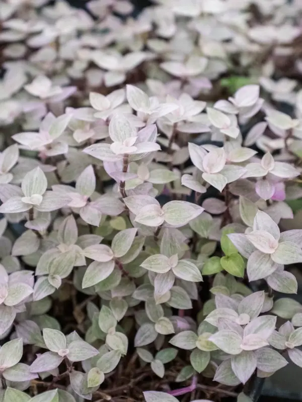 Tradescantia Callisia 'Pink Panther' — additional view