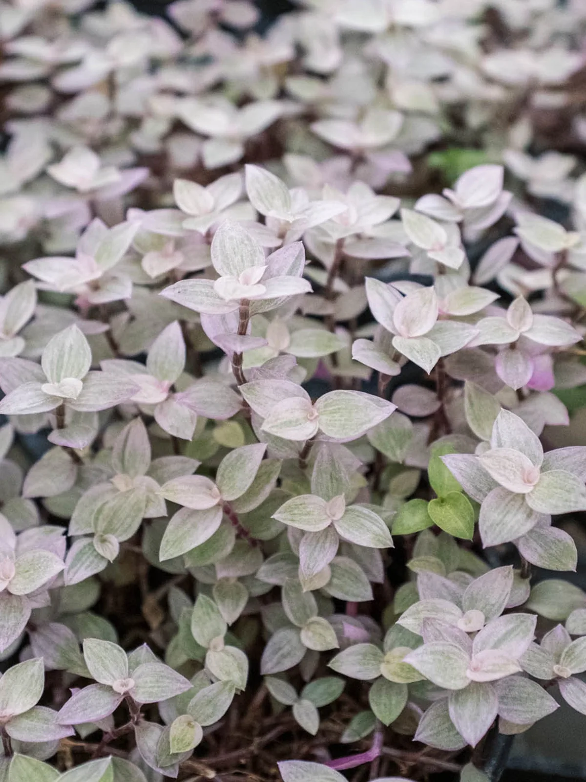 Tradescantia Callisia 