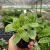 Tradescantia 'Sanna' houseplant