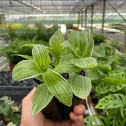 Tradescantia 'Sanna' houseplant