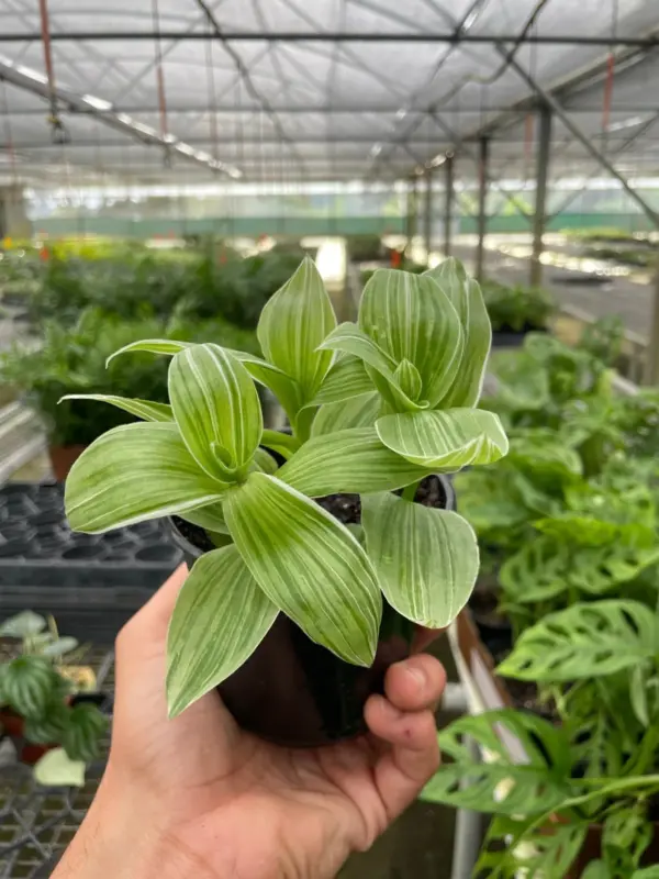 Tradescantia 'Sanna' houseplant