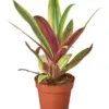 Tradescantia 'Sitara's Gold' Sitaras houseplant