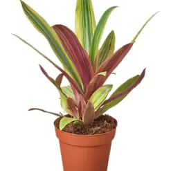Tradescantia 'Sitara's Gold' Sitaras houseplant