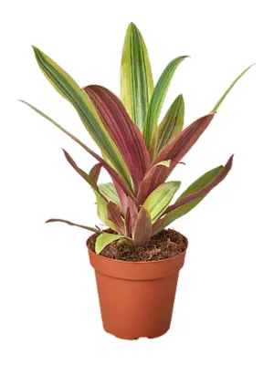 Tradescantia 'Sitara's Gold' Sitaras houseplant