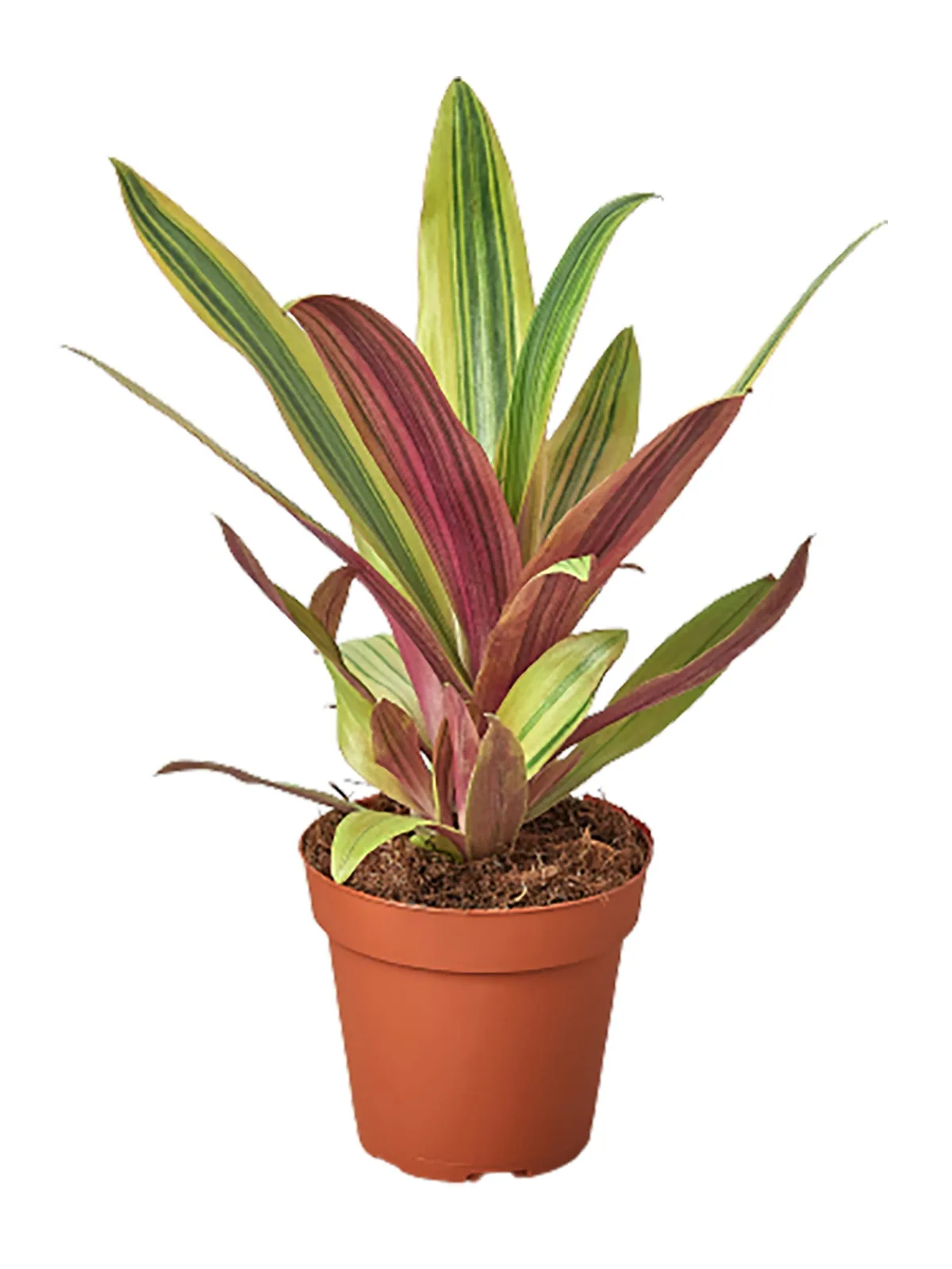 Tradescantia 
