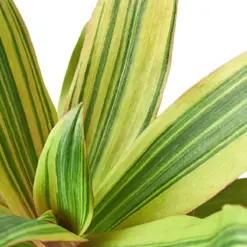 Tradescantia 'Sitara's Gold' Sitaras — leaf detail close-up