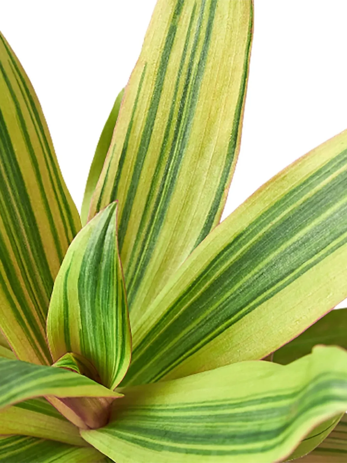 Tradescantia 