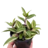 Tradescantia 'Tricolor' houseplant